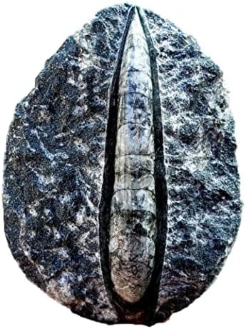 דגימת אבן מלוטשת של אורתוצ'רס מאובנים ריפוי טבעי ריפוי מטאפיזי צ'אקרה רוחנית אבן חן - חתיכה מס '2